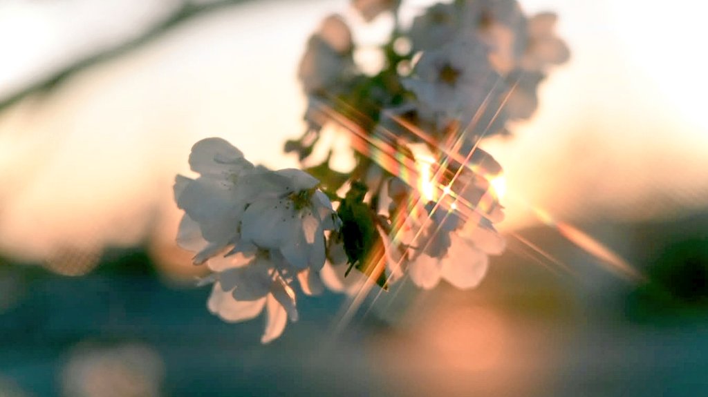 アンテナ📷低浮上 tweet media