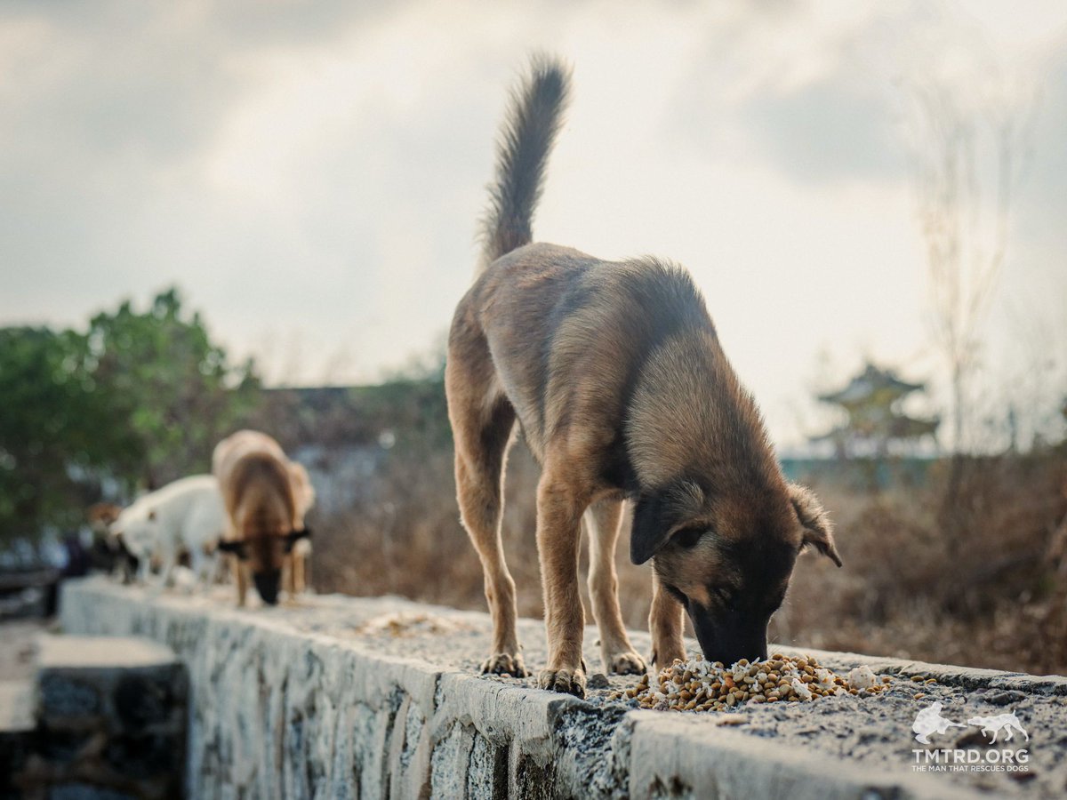 TMTRD - The Man That Rescues Dogs Foundation tweet media