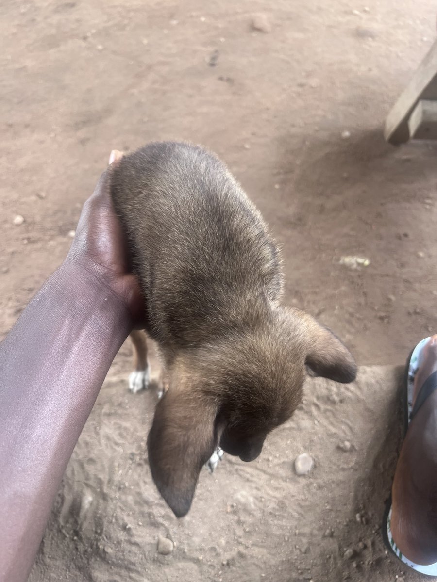 manasseh tweet media