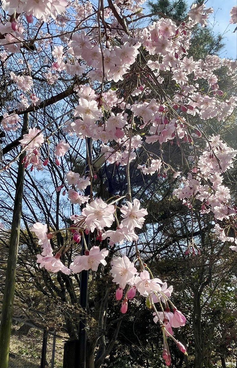 泉南佳那 tweet media