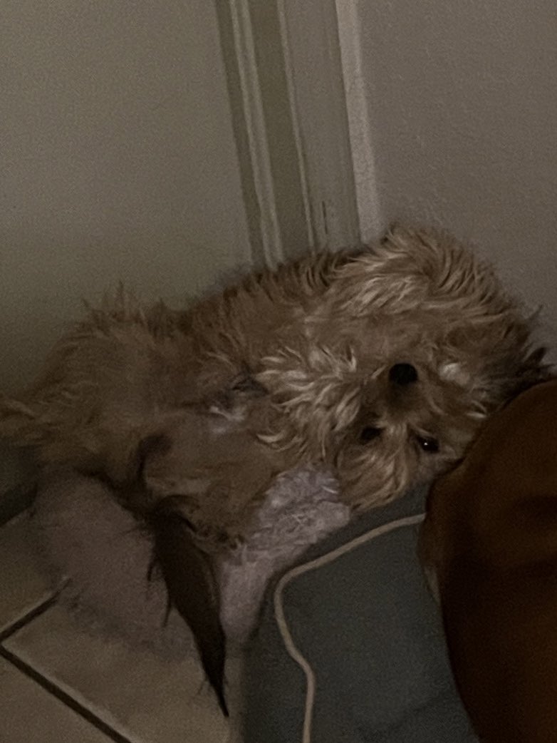 Dee |-/🌻 tweet media