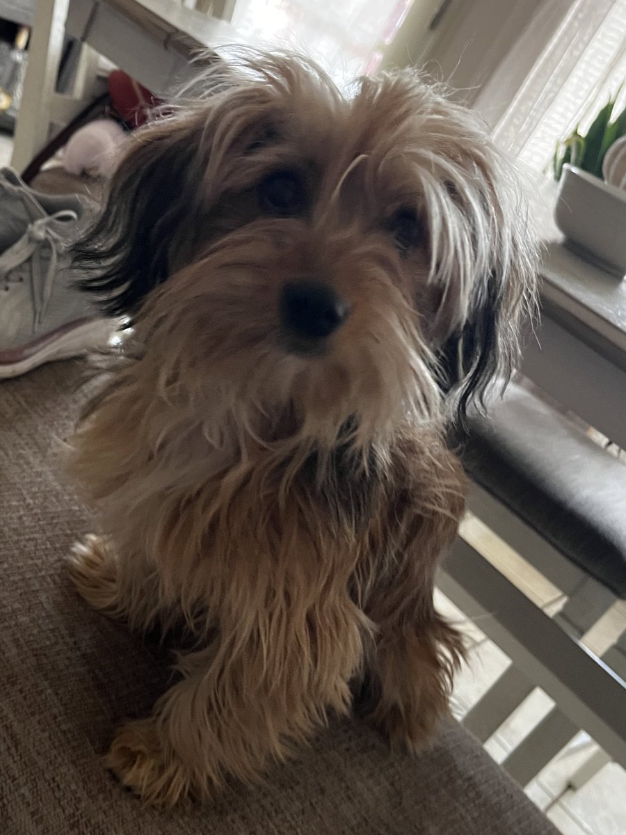 Dee |-/🌻 tweet media