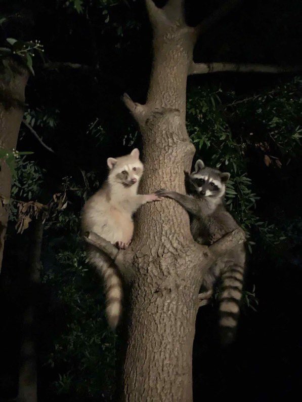 #こんな時代だからこそみんなアライグマを見て心を落ち着かせようぜ