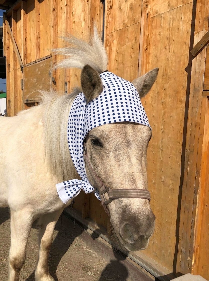 和種馬ホースランド tweet media