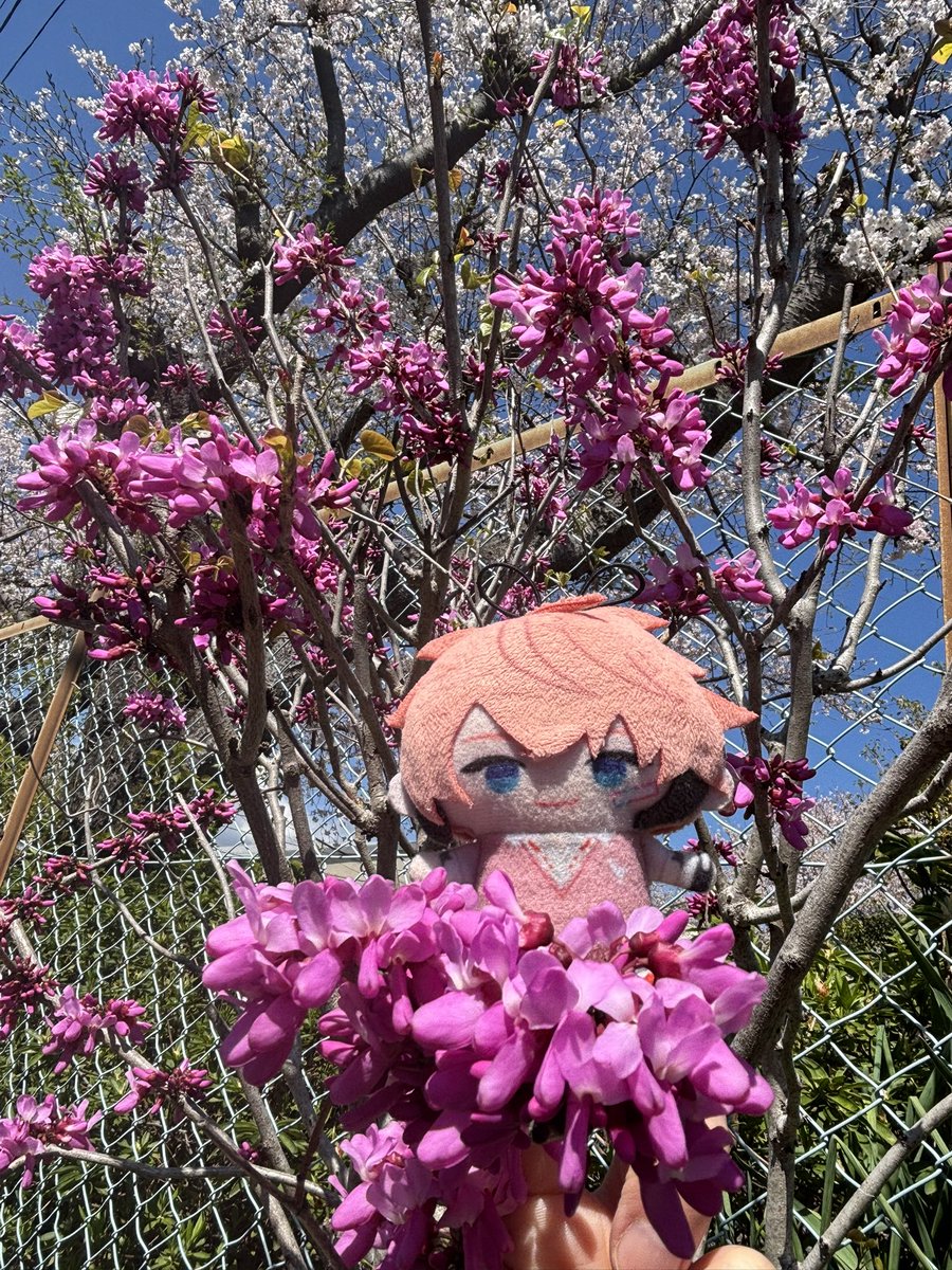 おとのみ tweet media