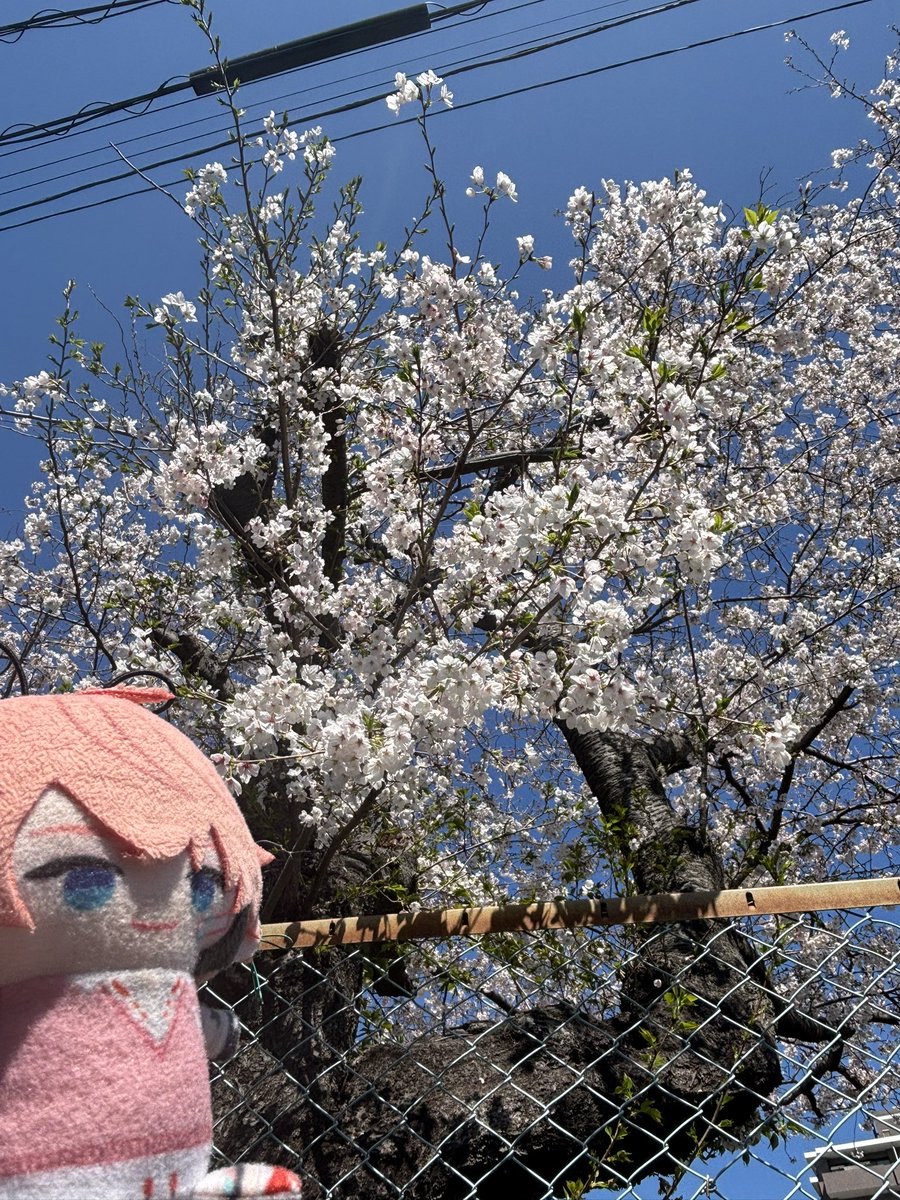 おとのみ tweet media