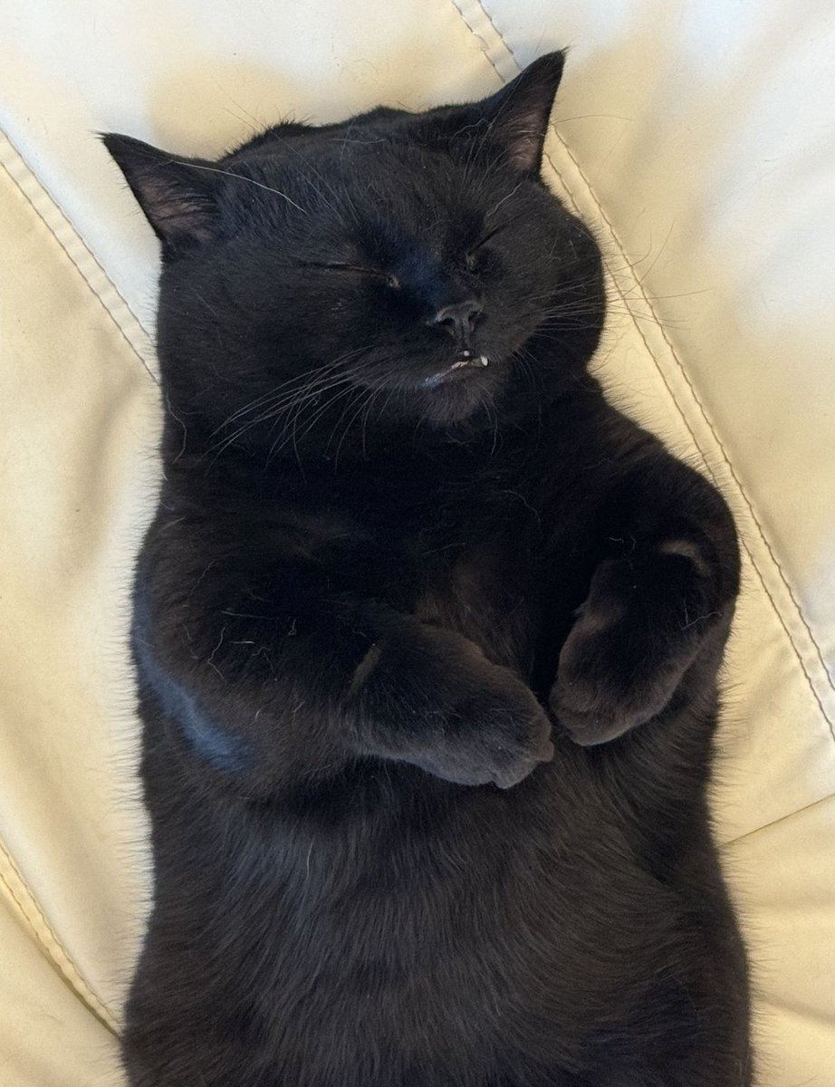 cats with powerful aura tweet media