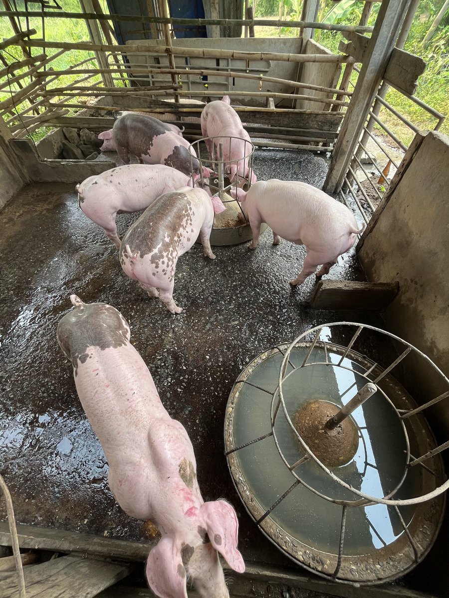 Chakkarin (Big-M) tweet media