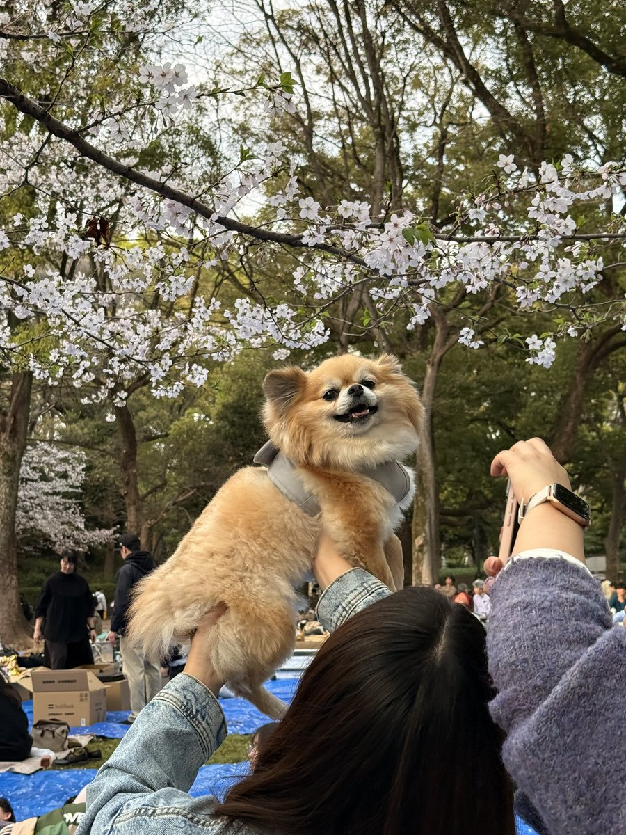 櫻萍Apple💜インピン【アイオケ】 tweet media