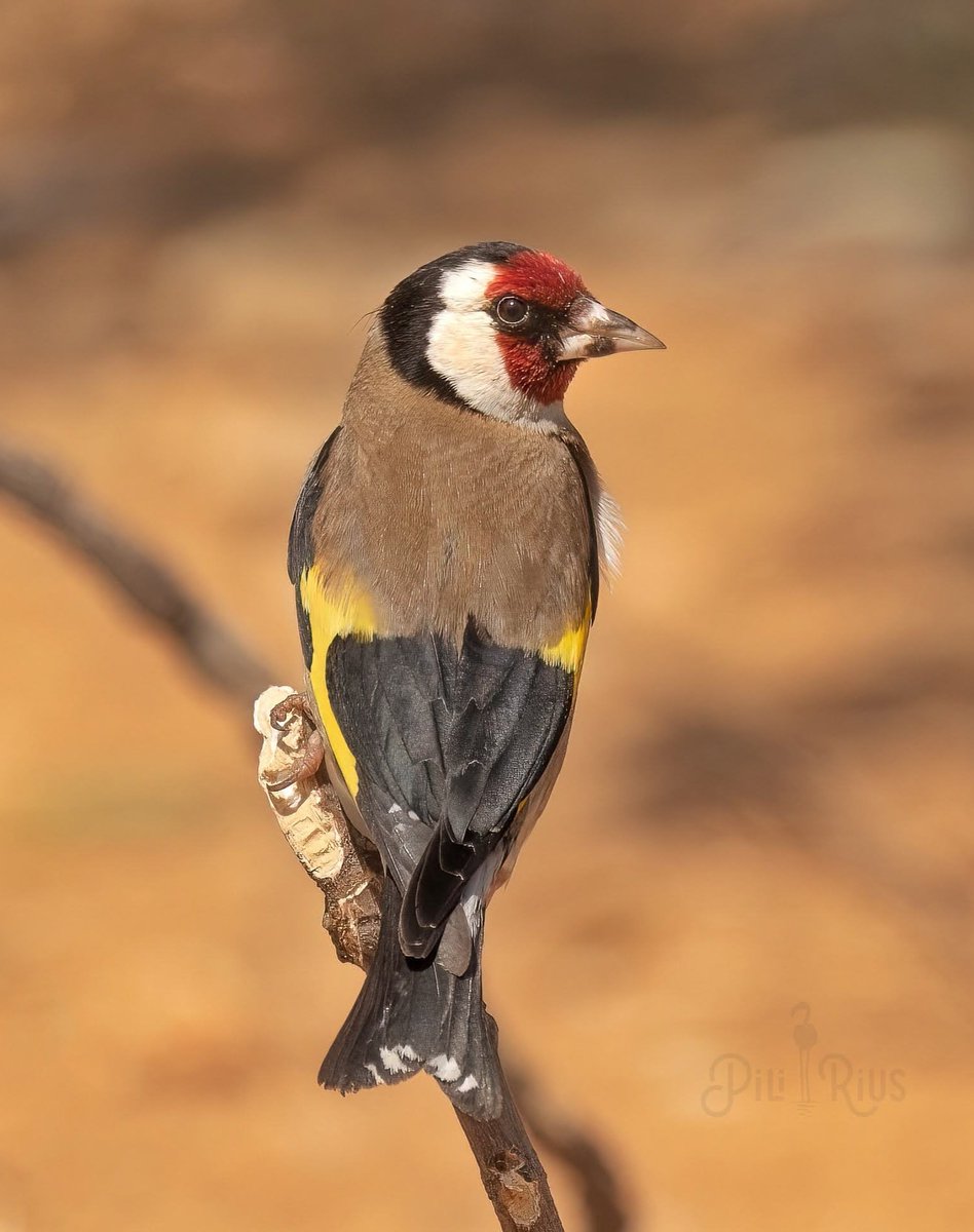 piliriuss's tweet image. Petita mostra dels meus "ocells espurna". Al #deltadelebre @terresebretur