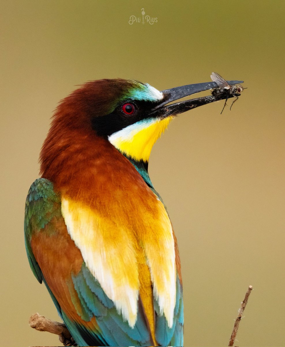 piliriuss's tweet image. Petita mostra dels meus "ocells espurna". Al #deltadelebre @terresebretur