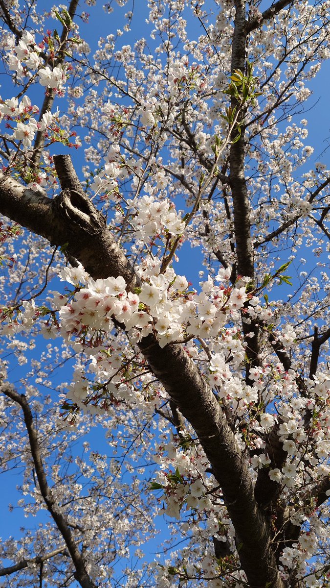 スパイクシールド tweet media