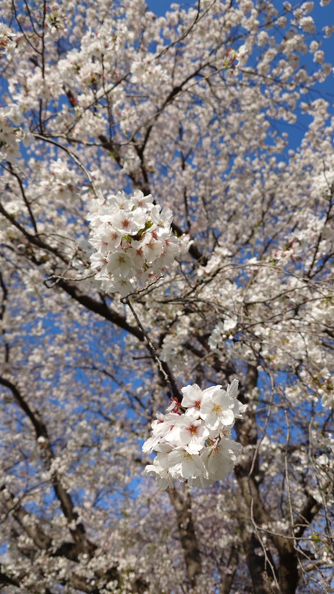 スパイクシールド tweet media