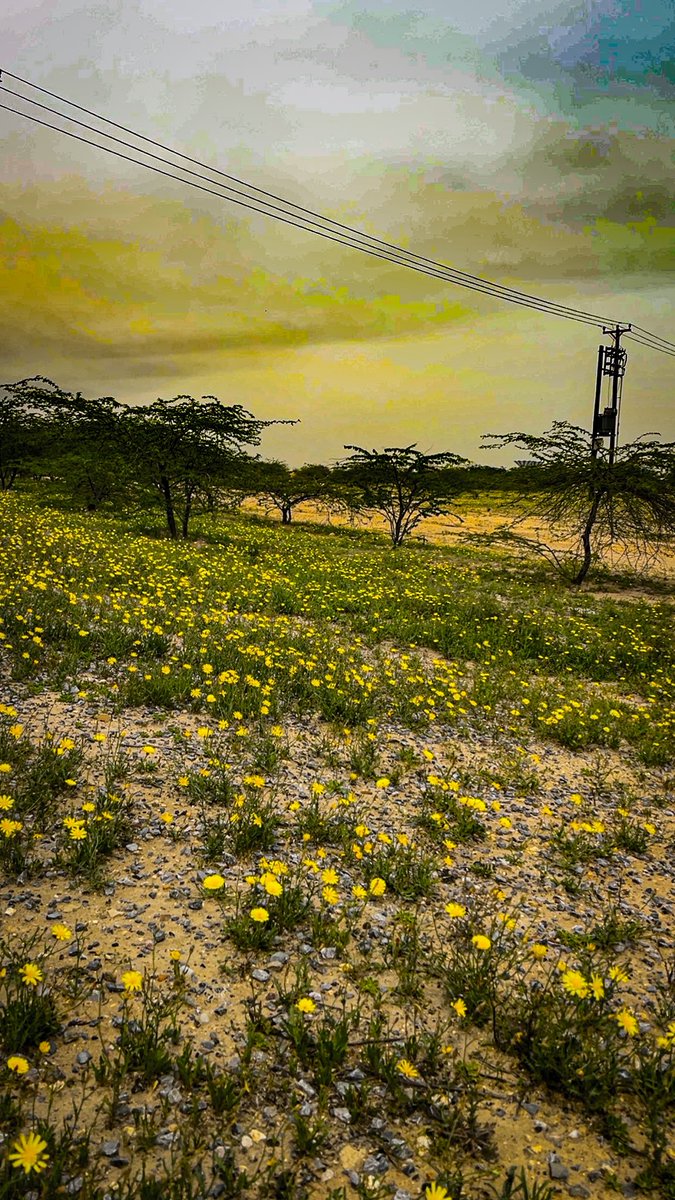 د.مهــا المــاجد 🌼 tweet media