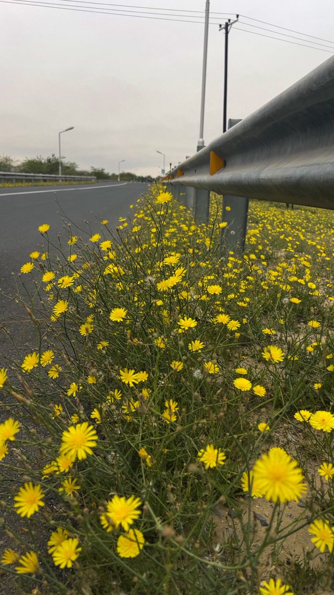 د.مهــا المــاجد 🌼 tweet media