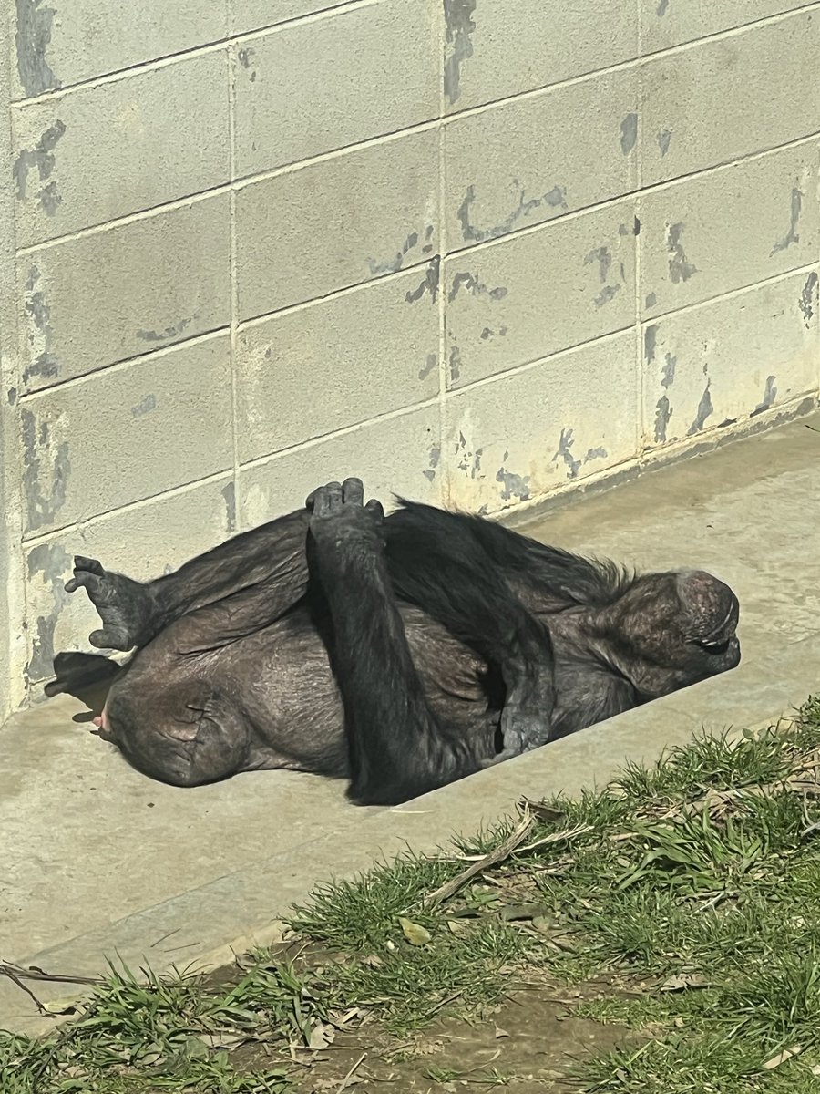 パンジー tweet media