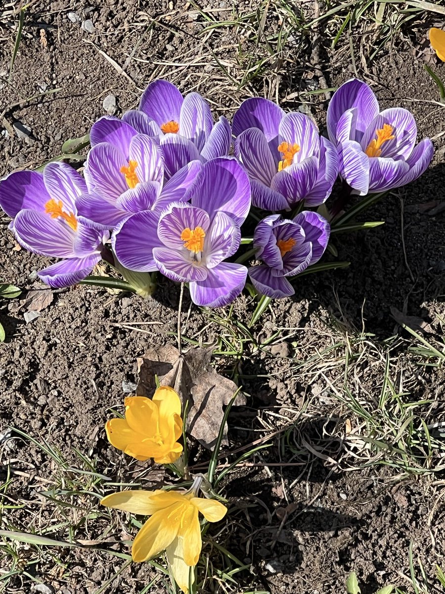 パンジー tweet media