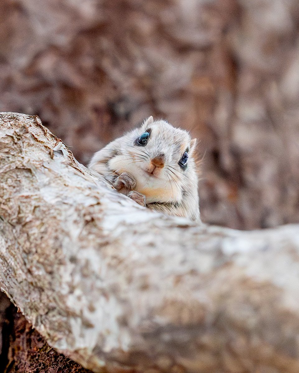 こんばんはエゾモモンガ tweet media