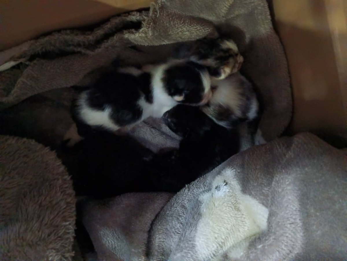 mohikan_oukoku's tweet photo. 【緊急保護でのご支援のお願い】

某所にて野良猫が出産。親猫は帰らず目も開かないチノミゴ4頭を緊急保護しました。

・森永ゴールデンキャットミルク(このXプロフィールのAmazonリストにございます)
・モフモフのブランケット
上記のご支援を募っています。

ご協力よろしくお願い致します。 https://t.co/3y0G2lXYUk