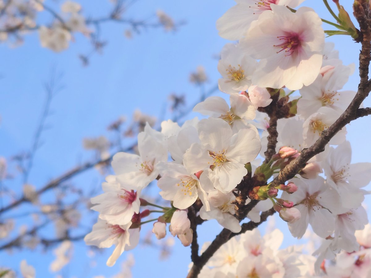 りおん tweet media