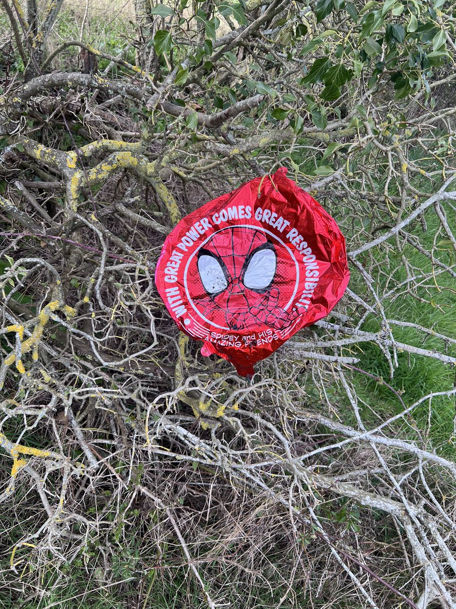Found this balloon tangled in hedgerow during a bird survey today. What goes up doesn’t just “disappear” it comes down as litter, often in habitats wildlife depend on.

This one says “with great power comes great responsibility.” Let’s take that seriously.

Think B4 Release🌍🕊️