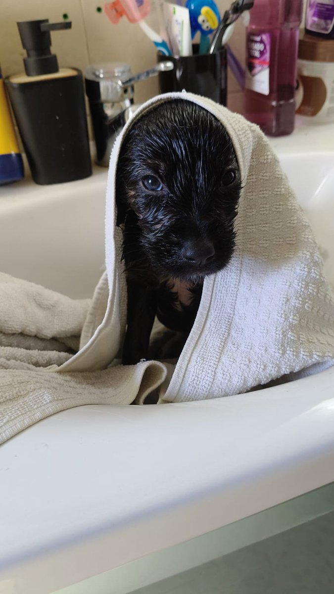 silvia mensegar tweet media