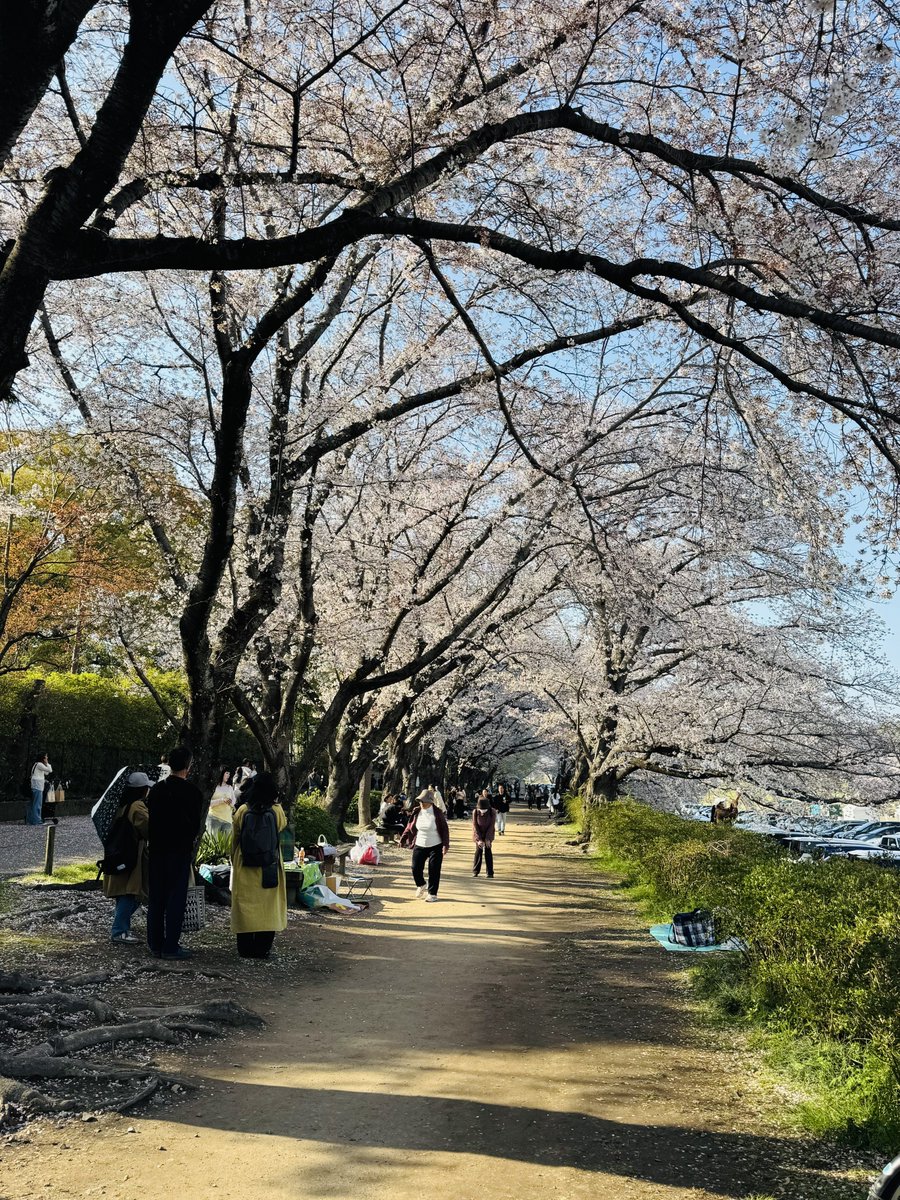 tomu_tomu17's tweet image. 早くに帰れたから仕事道具を買いに行ってちょっとだけお花見に
いい感じに咲いてた🌸
多分見れるのは今日までかな〜
明日の雨で全部散っちゃうだろうな〜
 #utage
 #羽賀うるな
 #うちゃんと一緒