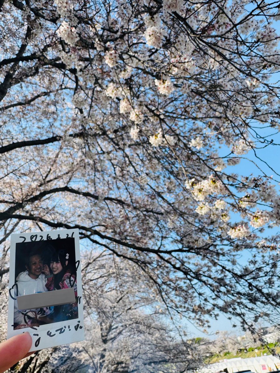 tomu_tomu17's tweet image. 早くに帰れたから仕事道具を買いに行ってちょっとだけお花見に
いい感じに咲いてた🌸
多分見れるのは今日までかな〜
明日の雨で全部散っちゃうだろうな〜
 #utage
 #羽賀うるな
 #うちゃんと一緒