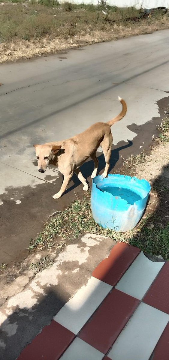 Dogitization tweet media