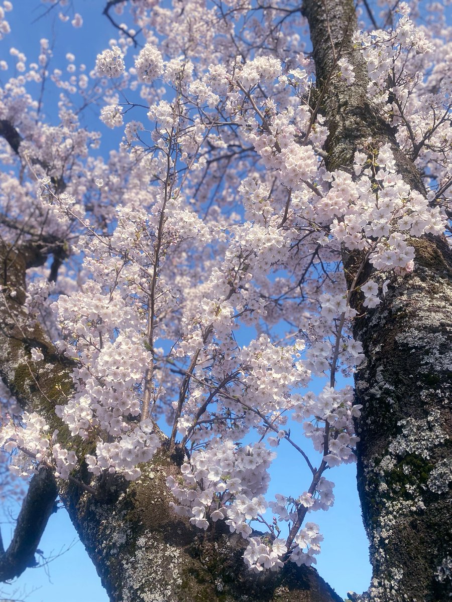 ゆ き み tweet media