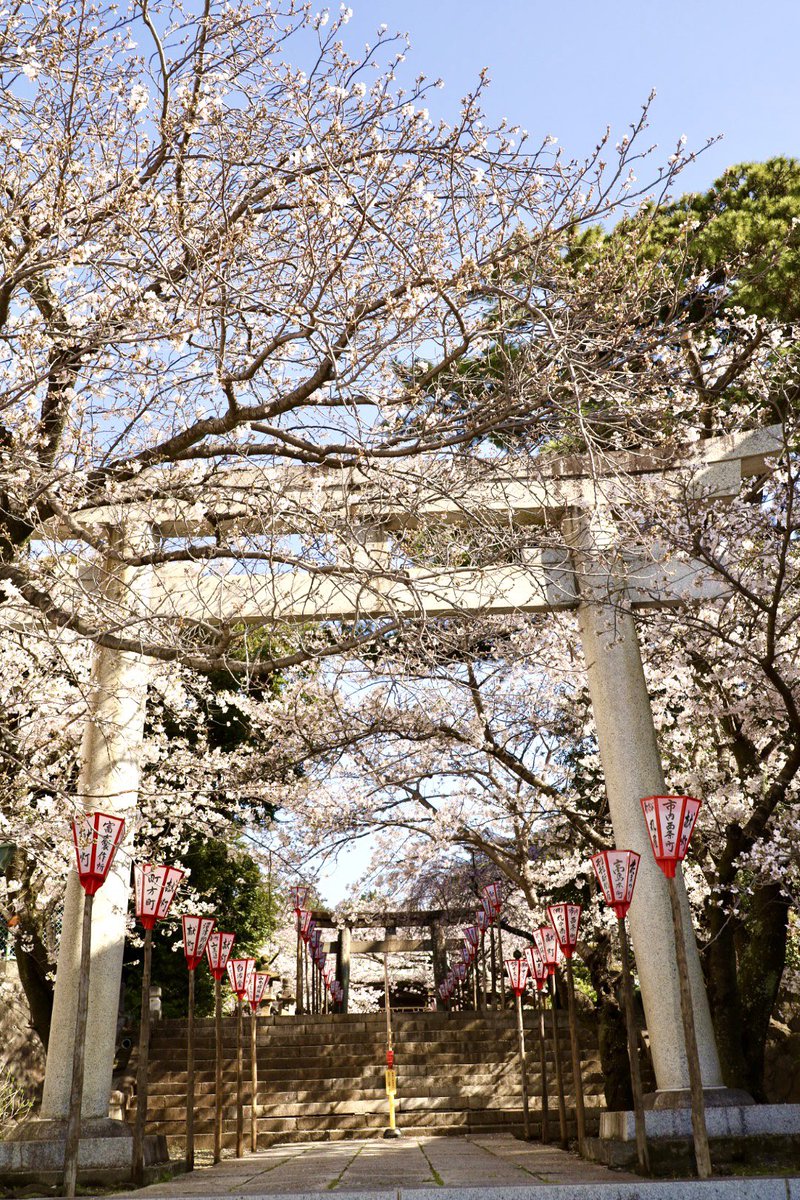 朝一で ＠nmz_hiejinjya の桜を見てきました🌸

雨や風にも負けなかった
#がんばり桜 が満開です！
今年もこの景色が見られてうれしい☺️

つじ写真館や商店街のお店のぼんぼりもありました🏮
桜の下に灯るぼんぼり、春らしくてとても綺麗です✨

夜桜も楽しんで来ようかな📸🌸
#桜