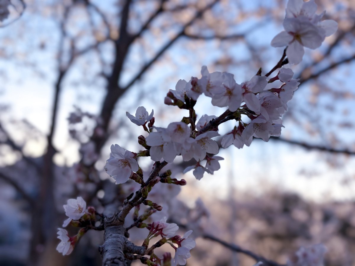 千炉🐾 tweet media