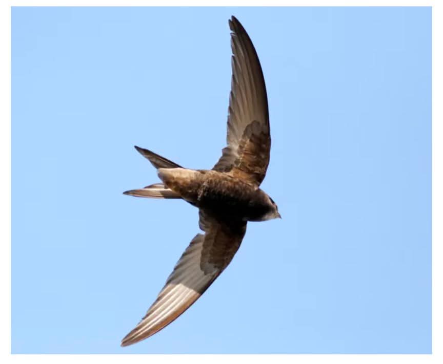 Lewes Swifts tweet media