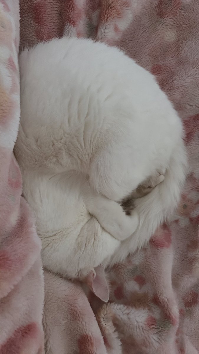 りあ@ˎ₍•ʚ•₎ˏ tweet media