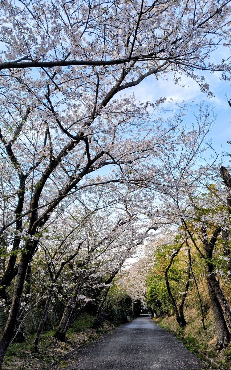 IaTLCMsgwt26E5a's tweet photo. 近所の公園へお花見。
道中の道ばたにて春の味覚ゲット✨
明日の晩ごはんの一品になりまする😆 https://t.co/Pnb7dLmY4Y