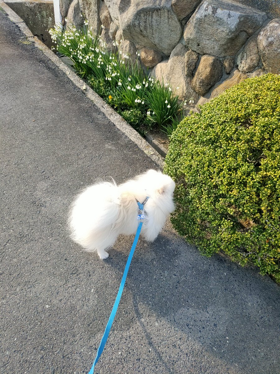 Kao5146's tweet photo. ←2025.4.3
→今日

#ポメラニアン
#秘密結社老犬倶楽部天国支部 https://t.co/t95rLD7Gih