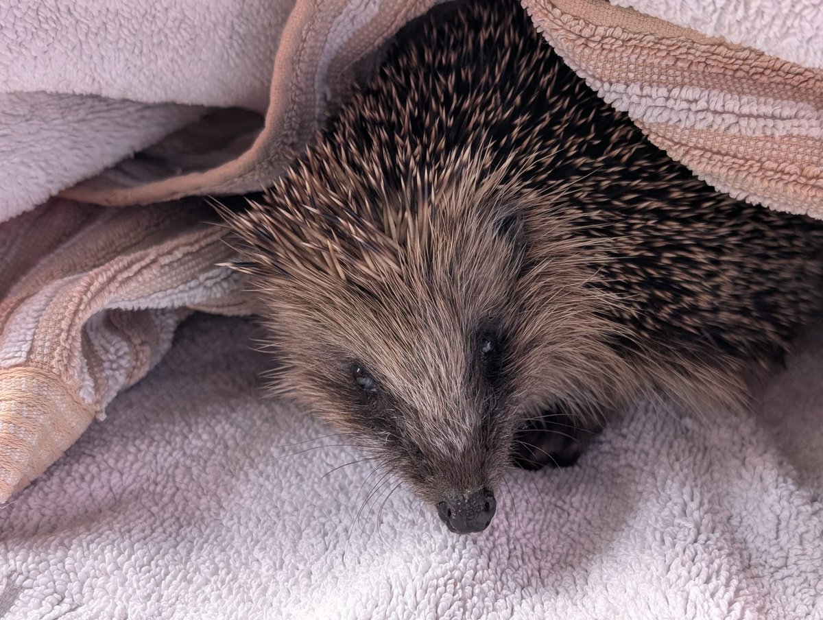 Caerphilly Hedgehog Rescue tweet media