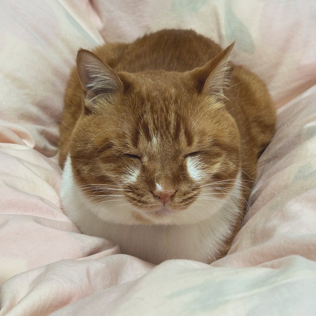 ごま太郎 tweet media