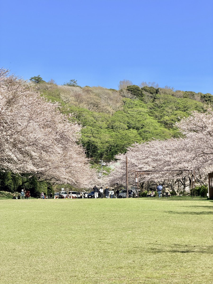 beautiful_Izu's tweet photo. 4月3日 東伊豆クロスカントリーコースの桜です。
一面に広がる桜が魅力的です🌸
#桜　#伊豆観光　#伊豆旅行 https://t.co/ruOqrtqaVo