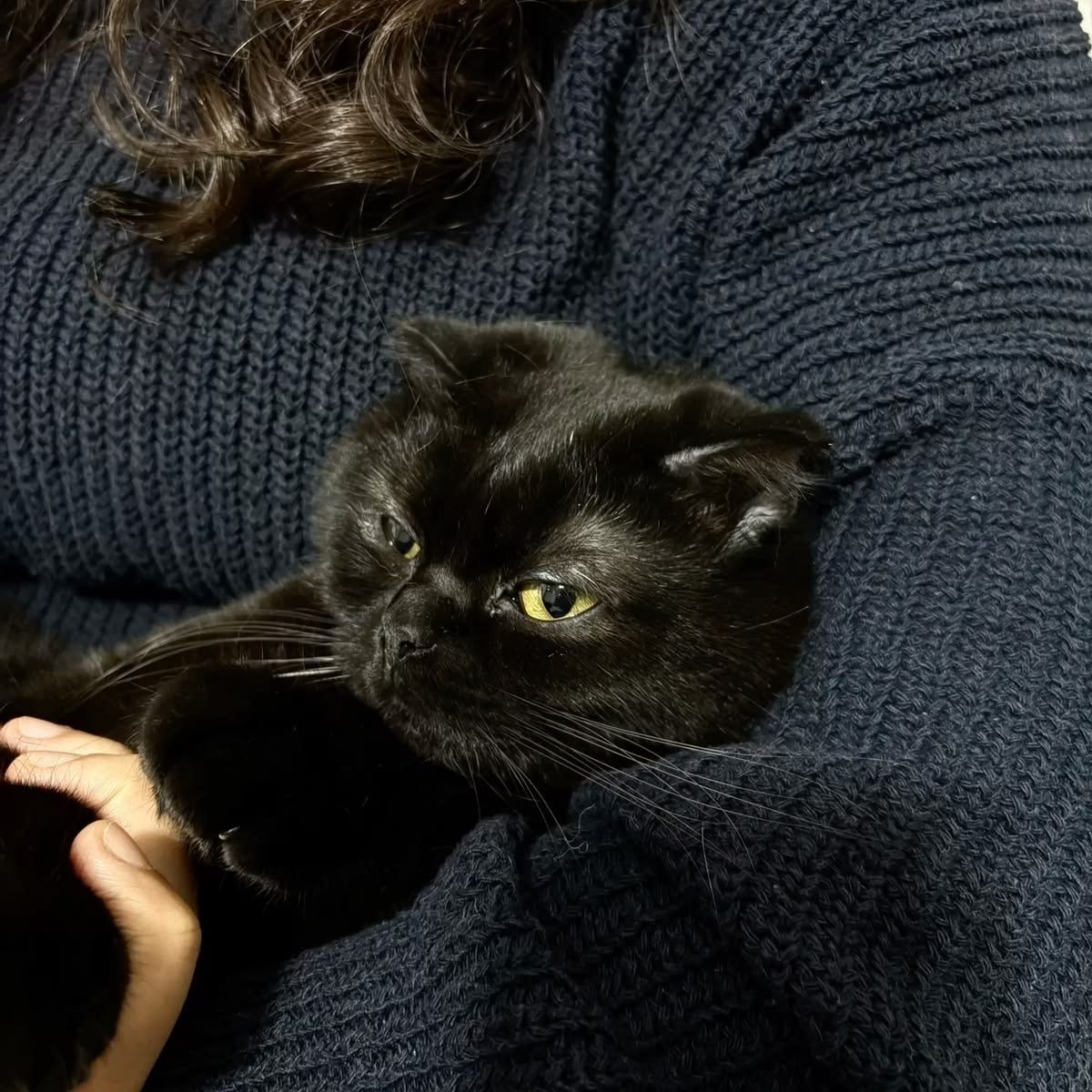 Black cats are not bad luck tweet media