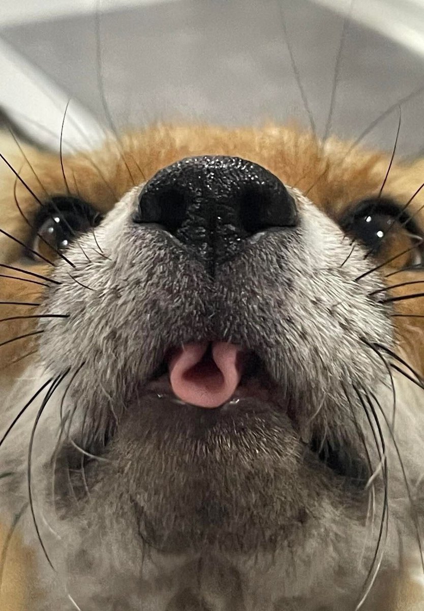 everything dogs 🐶 tweet media