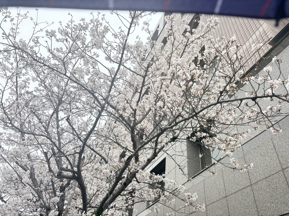 しらたまD🌸 tweet media