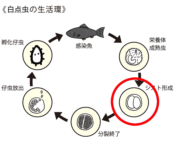 日本動物薬品株式会社・ニチドウ tweet media