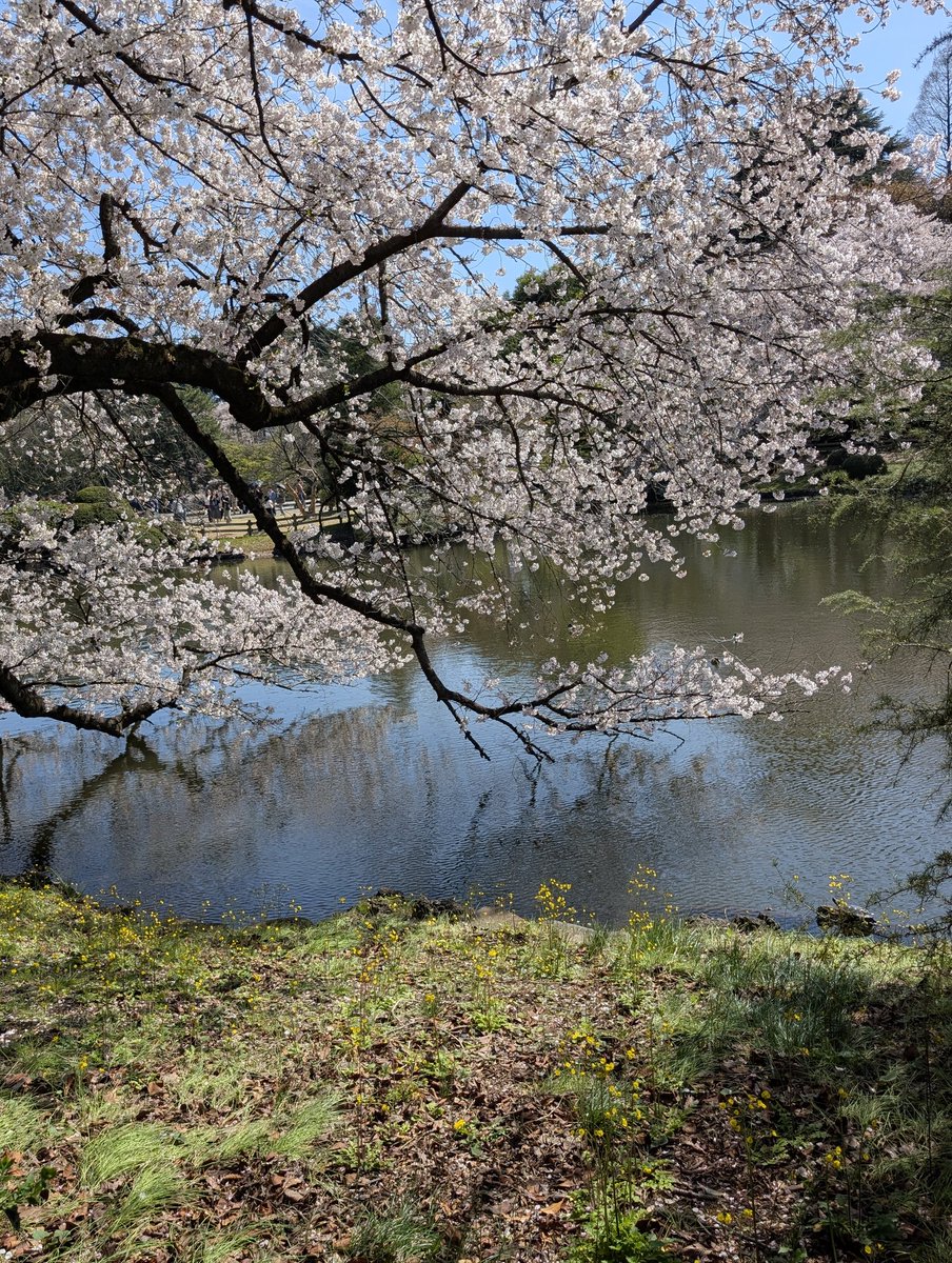 のぞみ3（のぞみ2無事帰宅） tweet media