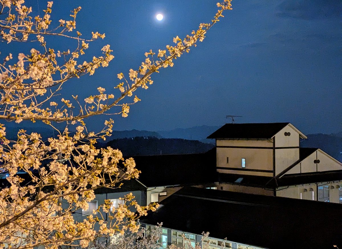 🌸尾道観光協会[おのなび]（広島県） tweet media