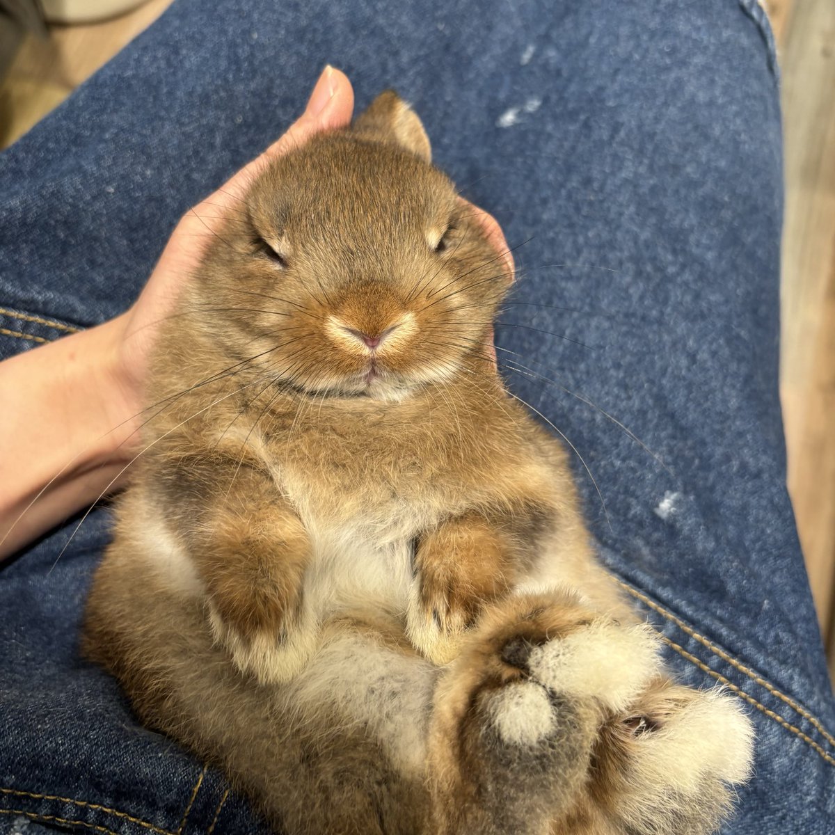 うさぎのしっぽ南町田グランベリーパーク店 tweet media