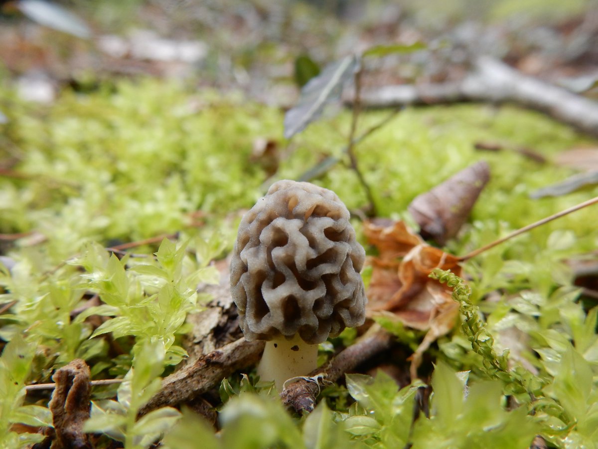 Shidora- tweet media