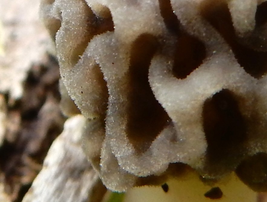 Shidora- tweet media