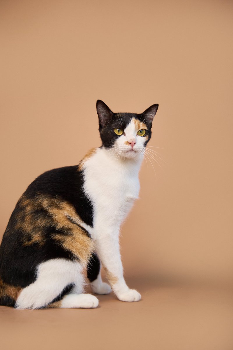 Soi Dog Adoptions tweet media