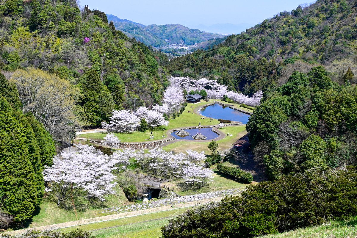 imabari_city's tweet photo. 今が見頃です🌸
撮影日：４月３日
場所：朝倉ダム・玉川ダム https://t.co/cRHWzNv2wD
